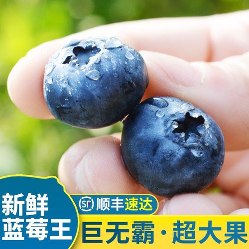 云南蓝莓新鲜水果怡颗莓蓝莓鲜果装新鲜孕妇水果当季 特大果果径:15mm