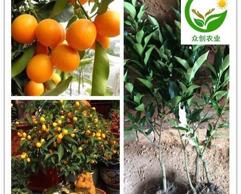 5/棵 金桔树苗正宗脆皮金桔苗带泥球带叶子包邮