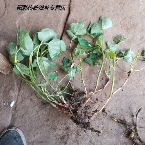 四川新鲜荞麦根 现挖苦荞麦根野生荞麦金疙瘩天荞麦三七南荞 新鲜全草