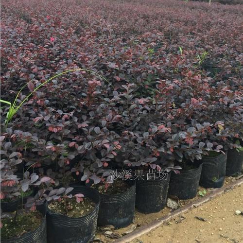 绿化树苗木 红花继木苗 庭院 红花继木小苗盆栽 红继木苗 红桎木