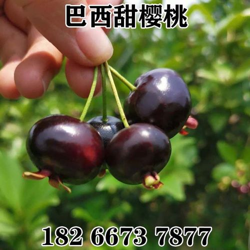 嫁接巴西甜樱桃树苗大果黑玫瑰樱桃苗巴西番樱桃车厘子果树苗