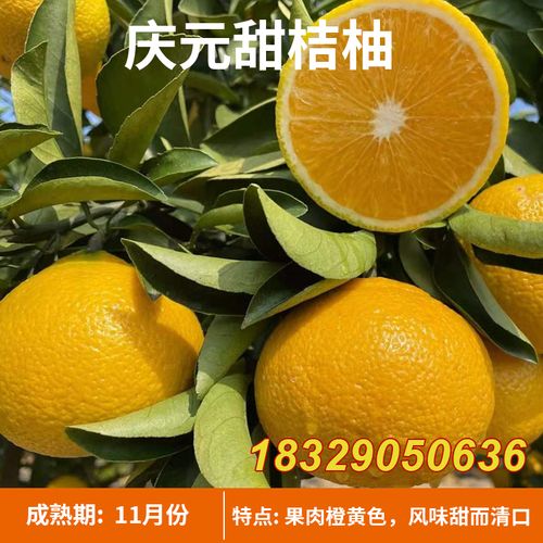 高糖建阳甜桔柚树苗庆元甜橘柚树苗甜桔柚苗嫁接苗黄金柑桔子果苗