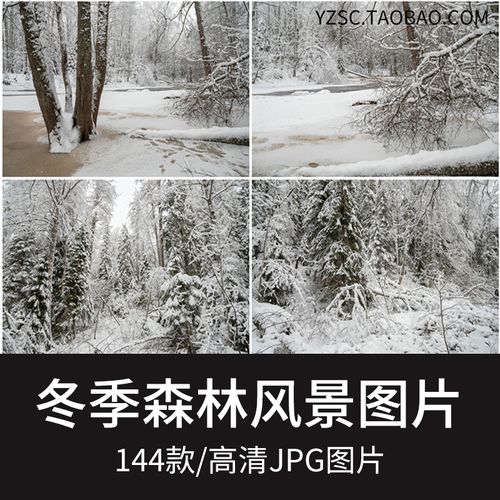冬季雪地森林植物高清图片jpg海报素材