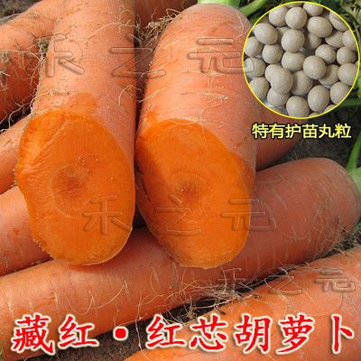 藏红红芯胡萝卜种子籽老品种有机胡萝卜种孑春季秋种盆栽日本四季