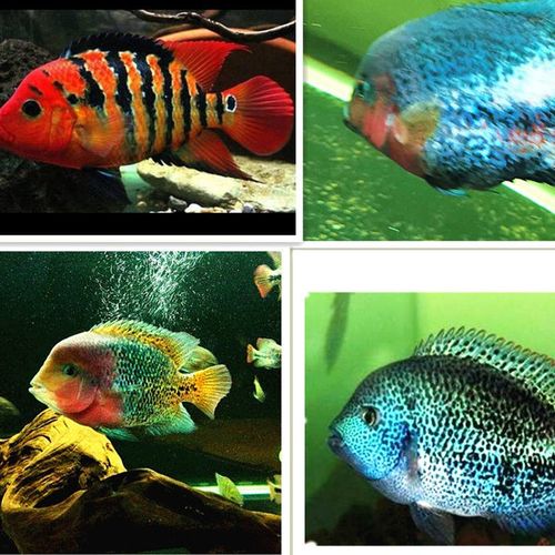 大型观赏鱼美鲷紫红火口天网火口网纹火口蓝火口鱼苗自有种鱼繁殖