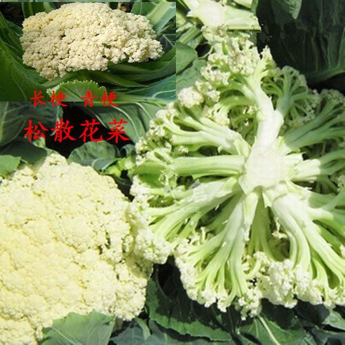 山东蔬菜新鲜长梗松花菜农家粪肥种植青梗散菜花现砍自种散花菜