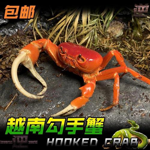 越南勾手蟹 越南溪蟹 将军蟹宠物蟹网红蟹寄居蟹淡水观赏蟹红螃蟹