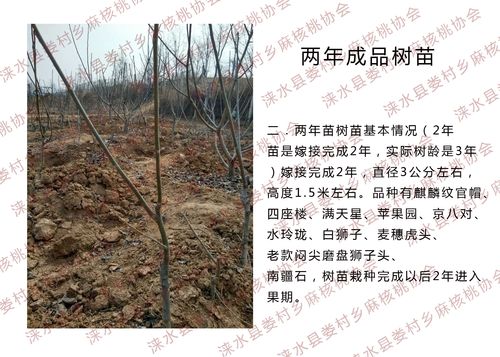 大团圆文玩核桃麻核桃协会蛤蟆头驴打滚门墩将军膀宫元宝树苗三棱