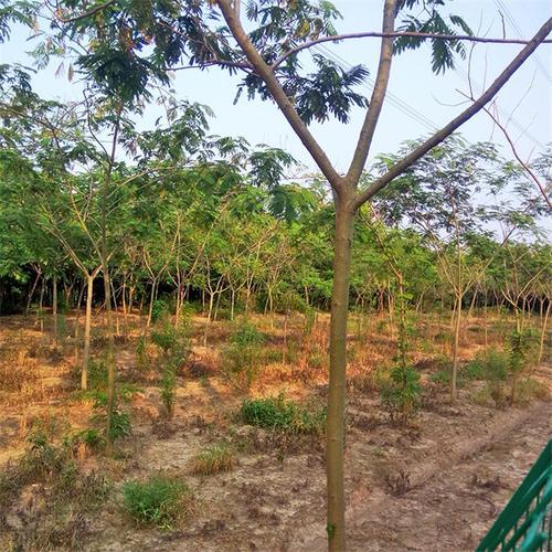 合欢工程绿化苗木行道树合欢树苗林荫树落叶乔木合欢树江苏合欢