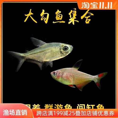 黑尾大勾鱼黑大勾鱼红大勾鱼黑灯鱼活体灯科鱼群游鱼草缸鱼2条装