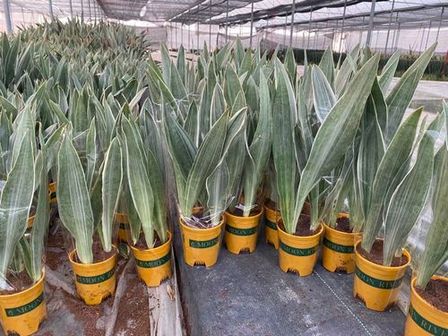 雪纹蓝剑虎皮兰稀有品种虎尾兰好养多肉植物盆栽创奇花卉批特价