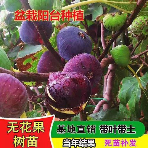 新品种矮化无花果树苗盆栽地栽特大果耐寒当年结果