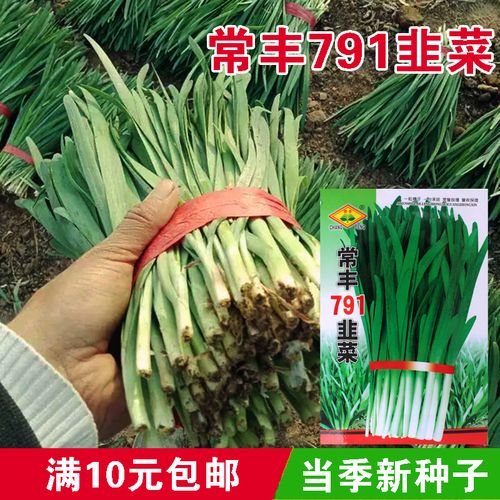常丰791白根韭菜 蔬菜种子家庭盆栽 四季香韭菜种子籽四季播阳台