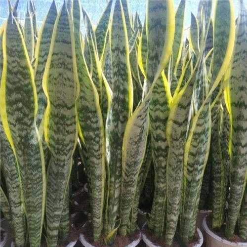 i虎皮卉兰花室内盆栽好养金边银脉客厅大型落地绿植虎尾新房吸甲