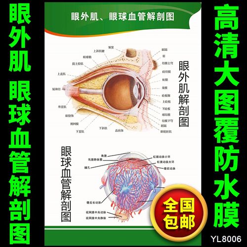 眼外肌 眼球血管解剖图海报 眼科布置贴画 医院科室墙贴画挂图