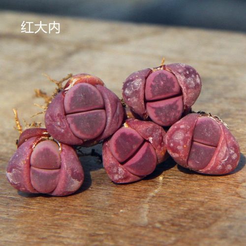 多肉植物生石花组合套餐】屁股花石头花绿植盆栽石生花 3颗红大内1cm