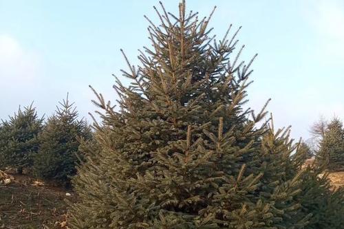 0/棵  云杉 云杉树 青扦云杉