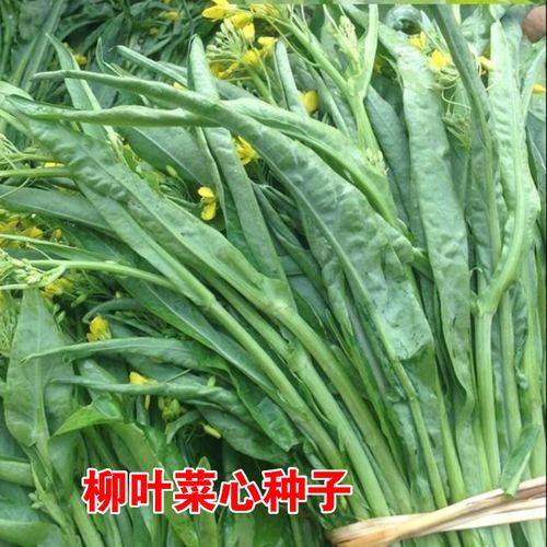 菜心种子多芽 柳叶菜心菜心种子 阳台蔬菜青菜种子可四季盆栽