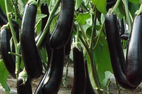 7/斤 紫长茄 【实力好货】优质黑紫茄子长茄子基地直发极速发货 餐馆