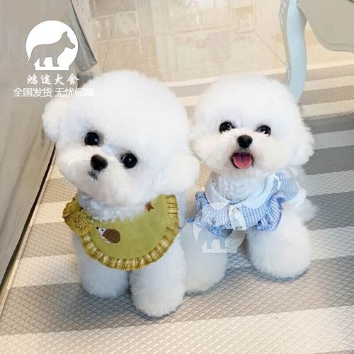 比熊幼犬活体纯种比熊宠物狗狗活体狗狗幼犬幼崽小狗朴彩(pucai) 宠物