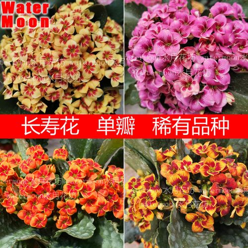 满30元包邮 长寿花单瓣猫眼新品极品带花苞盆栽四季开植物室内外