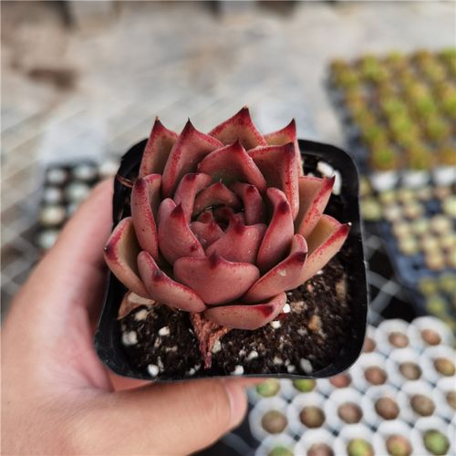 皮蛋 多肉植物 7厘米盆 东云系 单头 红底红边 满30包邮 不仅布蔓