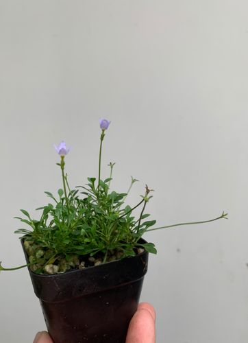 植物趣味窗台盆栽观花日本蓝花耳草