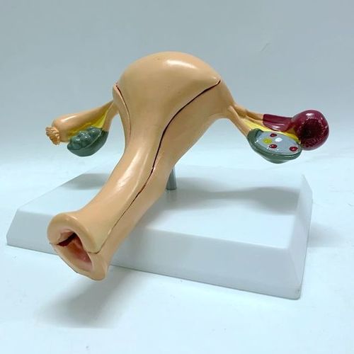 健康子宫带盖子宫解剖模型子宫卵巢解剖子宫构造子宫教学模型演示