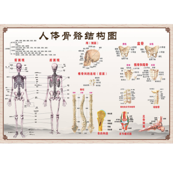 人体穴位对症挂图中医馆人体骨骼结构全身图人体椎骨脊柱关节分解图