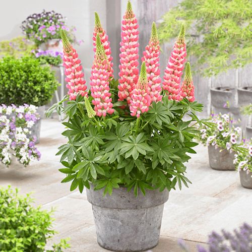 鲁冰花盆栽阳台庭院好养羽扇豆花卉带花苞多年生露台花园大苗植物