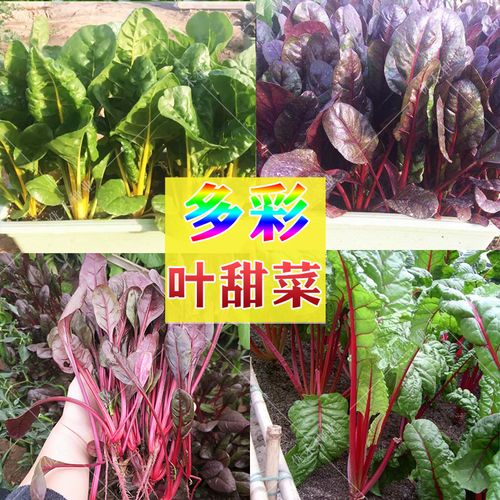 叶甜菜种子金红紫黄叶甜菜种籽红梗菜四季盆栽可水培观赏蔬菜种孑