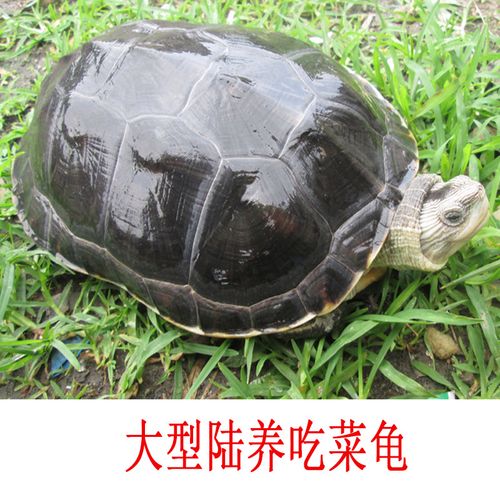 ajaj巨型家养乌龟活体素食吃菜旱招财超大型观赏龟爬行龟 10厘米爬行