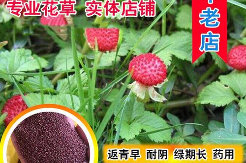 8/组 蛇梅种子 蛇莓种子 野生草莓多年生园林地被花籽草坪点缀 庭院