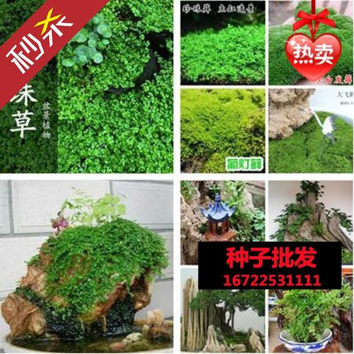 四季假山草种子 造盆景珍珠草种子 吸水石专用草籽上