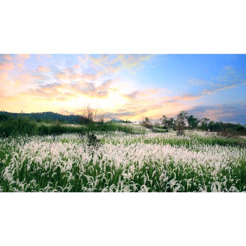 原创高清风光摄影作品-唯美诗意茅花晚霞(1张) 高分辨率图片素材