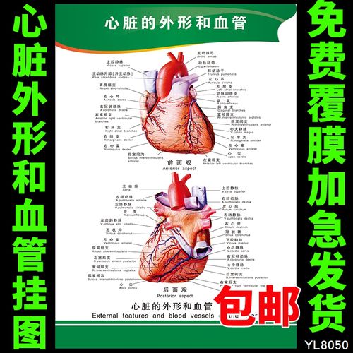 心脑血管知识宣传海报 心脏的外形和血管图 人体解剖
