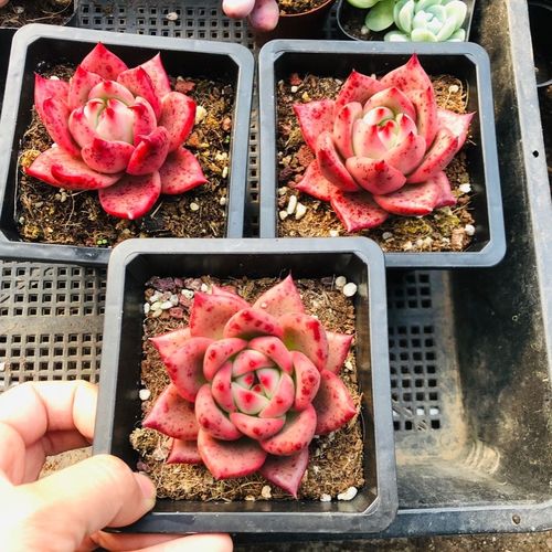 红颜蜜语多肉植物皮蛋多肉植物冬云系精品红玉多肉