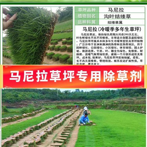 马尼拉草坪专用除草剂草坪除草神剂台湾草结缕草百慕大草坪除草剂