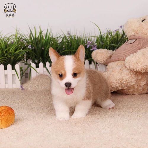 柯基犬幼犬 柯基狗狗活体 纯种血统级双色三色柯基犬小狗 贵族矮脚