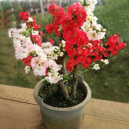 冬季耐寒花卉盆栽重瓣盆景树桩室内庭院盆栽樱花 紫藤 日本海棠花苗