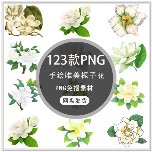 手绘春天花卉白色栀子花花枝栀子花束花朵花卉插画png