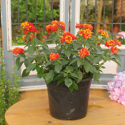 五色梅大盆栽易爆盆带土发货 露天植物花开不断 耐热花卉阳台楼顶