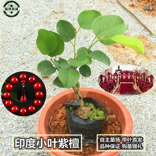 正宗印度小叶紫檀树苗 檀香紫檀小树苗 珍稀名贵植物红木盆景地栽