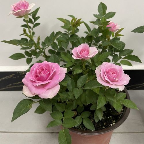 【精品绿植】欧洲月季钻石玫瑰阳台绿植四季开花带花苞庭院盆栽 大盆