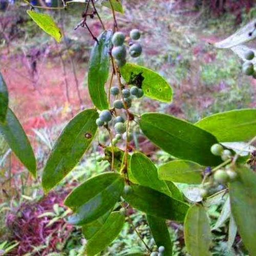 纯野生土茯苓正宗土茯苓片泡酒包邮