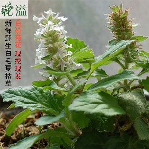 鲜品 清火中药材 野生白毛夏枯草 苦草 筋骨草  散血草 白头翁2斤