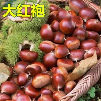 雪沫特大板栗树苗嫁接果树苗迁西板栗大红袍板栗苗南北方种植当年结果
