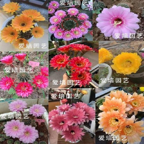 彩草 实生仙人球开花球  开花办公室内植物仙人球防辐射