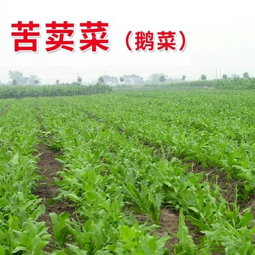 饮用苦荬菜种子高产型鹅菜种子牧草种子养鹅必备增进食欲苦麦菜