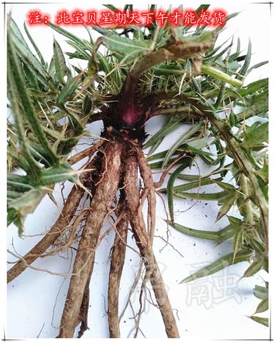 野菜鸡刺根新鲜无量山哀牢山传统美食